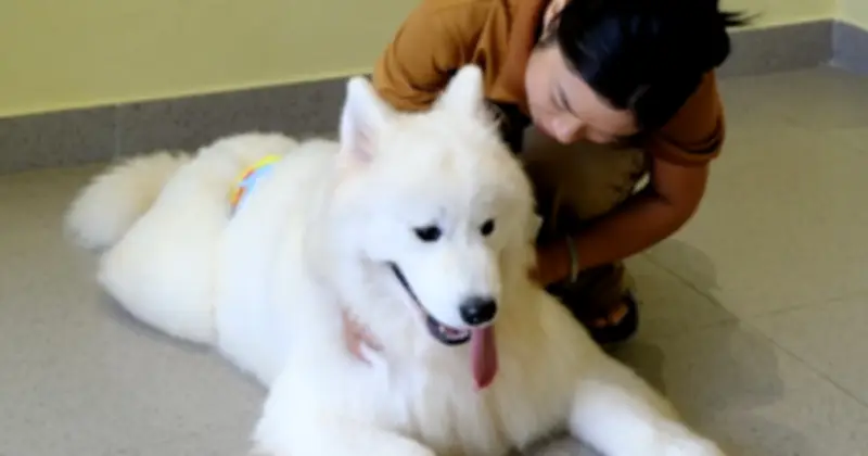 YEPO - Ốc Đảo Thú Cưng Sài Gòn: Không Gian 'Healing' Với 15 Chú Chó Được Huấn Luyện Chuyên Nghiệp