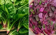 4 Loại Rau Việt Nam Là 'Kho Sắt Xanh', Bổ Máu Vượt Thịt Bò, Tốt Cho Tim Và Dạ Dày