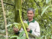 An Giang: Giá Sầu Riêng Trái Vụ Tăng Gần Gấp Đôi So Với Năm Trước