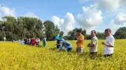 Australia đầu tư 1 triệu AUD nghiên cứu lúa gạo thích ứng khí hậu tại Đồng bằng sông Cửu Long