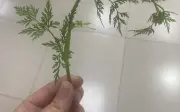Ba người nhập viện cấp cứu vì ngộ độc cây cần dại tại Lạng Sơn