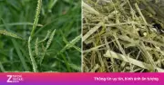 Cỏ Mần Trầu: 'Vị Thuốc Quý Của Người Nghèo' Dưỡng Gan, Bổ Thận, Trị Bệnh Hiệu Quả
