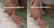 Con bò quỳ gối van xin khi bị dắt đi, câu chuyện cảm động và kết cục bất ngờ
