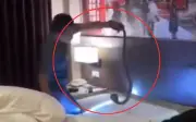Cặp đôi sốc nặng khi phát hiện rắn hổ mang khổng lồ trong phòng khách sạn ở Krabi