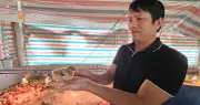 Cựu bác sĩ thú y khởi nghiệp thành công với mô hình chăn nuôi gà giống tại Quảng Trị