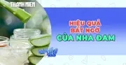 Cấu tạo và công dụng của nha đam: Thần dược cho tóc và sức khỏe