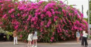 Cây hoa giấy khổng lồ nhuộm hồng góc trời TP.HCM, thu hút giới trẻ check-in