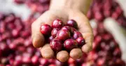 Giá cà phê dự báo giảm mạnh 30% từ nay đến cuối năm 2026 do nguồn cung tăng