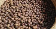 Giá Cà Phê Nội Địa Vượt Mốc 96.000 Đồng/kg, Cao Hơn Giá Quốc Tế