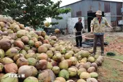 Giá dừa khô tại Vĩnh Long giảm sâu, nhiều nhà vườn đối mặt khó khăn