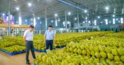 Giá sầu riêng lao dốc, nông dân lo lắng trước thị trường tiêu thụ ảm đạm