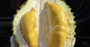 Giá Sầu Riêng Đồng Bằng Sông Cửu Long Biến Động: Monthong Cao Ngất, Musang King Ổn Định