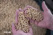 Giá đậu tương tăng kỷ lục trong hai năm, thị trường chao đảo