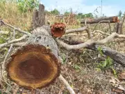 Gia Lai: Phát Hiện Hàng Chục Cây Gỗ Bị Cưa Hạ Trái Phép Trong Rừng Phòng Hộ