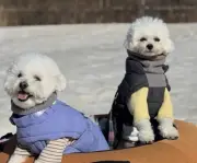 Hàn Quốc bùng nổ dịch vụ nghỉ dưỡng cùng thú cưng trong mùa du lịch xuân