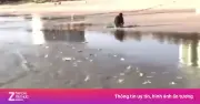 Hàng nghìn con cá trích dạt bờ tại Bãi Dài, Khánh Hòa: Hiện tượng tự nhiên hay dấu hiệu bất thường?
