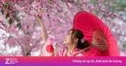 Hoa Anh Đào Nhật Bản Nở Sớm Năm 2026: Dự Báo Chi Tiết Cho Du Khách Việt