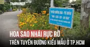 Hoa sao nhái rực rỡ khoe sắc trên tuyến đường kiểu mẫu tại TP.HCM