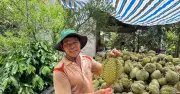 Đắk Lắk ban hành quy chế quản lý mua bán sầu riêng, bảo vệ nông dân và thương hiệu
