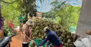 Đắk Lắk: Quản chặt mua bán sầu riêng, đẩy mạnh nâng tầm trái cây tỷ USD