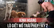 Kinh Hoàng Bên Trong Lò Giết Mổ Chó Mèo Trái Phép: Thực Trạng Đáng Báo Động