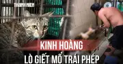 Kinh Hoàng Bên Trong Lò Giết Mổ Chó Mèo Trái Phép Ở Việt Nam