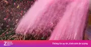 Lễ Hội Holi Ấn Độ: Bùng Nổ Sắc Màu Và Niềm Vui Tái Sinh Mùa Xuân