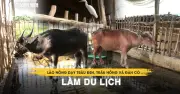 Lão nông miền Tây dạy trâu đen, trâu hồng và đàn cò trắng làm du lịch thành công