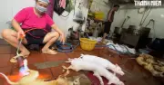 Loạt bài 'Rùng mình lò giết mổ lậu chó, mèo' gây phẫn nộ dư luận