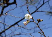 Mùa hoa anh đào chính thức khai hội tại Nhật Bản, thu hút du khách khắp nơi