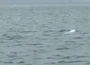 Đàn Cá Heo Trắng Hiếm Gặp Xuất Hiện Sát Đảo Cái Chiên, Quảng Ninh