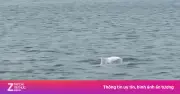 Đàn cá heo trắng tung tăng bơi lượn sát mặt biển đảo Cái Chiên