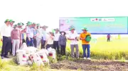 Đồng Bằng Sông Cửu Long Triển Khai 1 Triệu Ha Lúa Chất Lượng Cao, Phát Thải Thấp