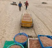 Ngư dân Ninh Châu trúng lớn hải sản đầu năm, thu nhập tiền triệu mỗi ngày