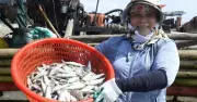 Ngư dân Thanh Hóa thu tiền triệu từ mùa cá trích chính vụ tháng 3