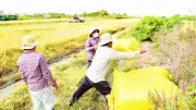 Đồng Tháp thu hoạch lúa đông xuân sớm, ứng phó hạn mặn hiệu quả