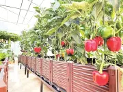 Nghịch lý tài chính xanh: Doanh nghiệp nhỏ khó tiếp cận vốn ưu đãi