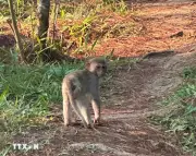 Người dân giao nộp cá thể khỉ vàng quý hiếm cho cơ quan chức năng