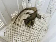 Người dân Tây Ninh bắt gặp Rồng đất quý hiếm, giao nộp cho cơ quan chức năng