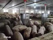 Ngành chăn nuôi Việt Nam tăng cường tự chủ nguyên liệu để ứng phó biến động toàn cầu