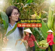 Ngày Hội Bắp Nếp Cẩm Nam: Tôn Vinh Nghề Truyền Thống Và Thúc Đẩy Du Lịch Nông Nghiệp