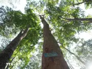 Ngày Quốc tế về Rừng 2026: Khai mở động lực kinh tế địa phương từ rừng