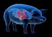 Nối gần lỗ với mạch máu ở chân, cứu sống người đàn ông chờ ghép tạng