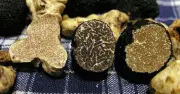 Nấm Cục Trắng Truffle: 'Vàng Trắng' Ẩm Thực Với Giá Trị Ngất Ngưởng
