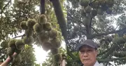 Nông dân Đắk Lắk thu 15 tỷ đồng từ sầu riêng, chia sẻ bí quyết thành công