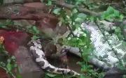 Nông dân Ấn Độ kinh ngạc khi phát hiện trăn khổng lồ đang nuốt dê của mình