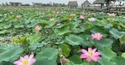 Nông dân Đồng Tháp biến cánh đồng sen thành điểm du lịch triệu đô thu hút khách