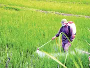 Nông Dân Nghệ An Tự Chế Thuốc Trừ Sâu Sinh Học Từ Thảo Mộc, Hướng Tới Canh Tác Bền Vững