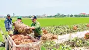 Nông nghiệp Khánh Hội chuyển mình: Từ ruộng trũng đến vườn cây, thu nhập tăng vọt