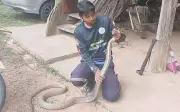 Rắn hổ mang chúa 3 mét ẩn trong động cơ xe ô tô ở Thái Lan